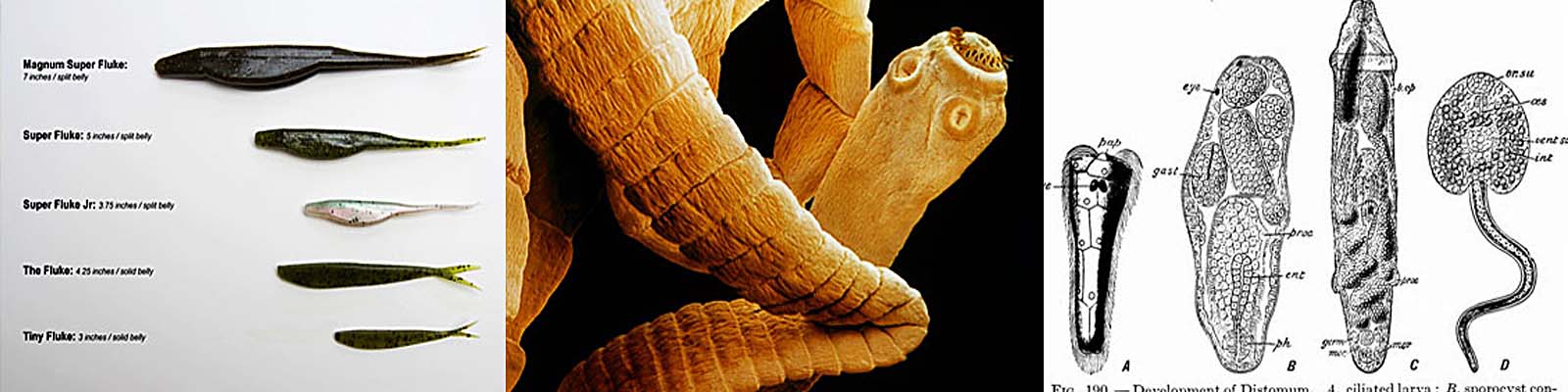 Dr Jessie's Skin Story